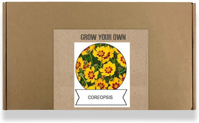 CYBEXIS Coreopsis Flower Seeds400 Seeds Seed(400 per packet)