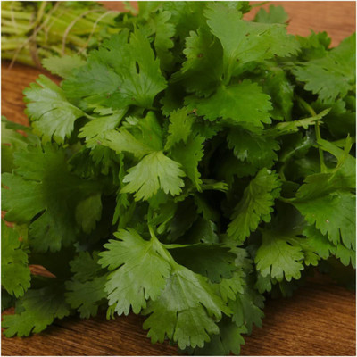 VibeX VVI-4 - Herb Cilantro Calypso - (250 Seeds) Seed(250 per packet)
