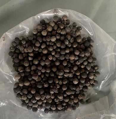 LPR KADIPATTA Seed(25 per packet)