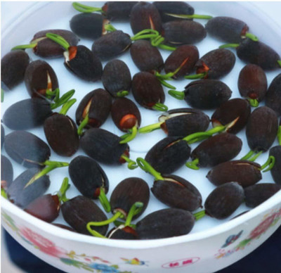 CRGO ® LXI-1129 Mini Lotus Seeds Bonsai Seeds Set Hydrophyte Seed(27 per packet)