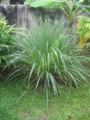 VibeX ® XLR-75 Lemon Grass Mosquito Insect Repellent Seed(500 per packet)