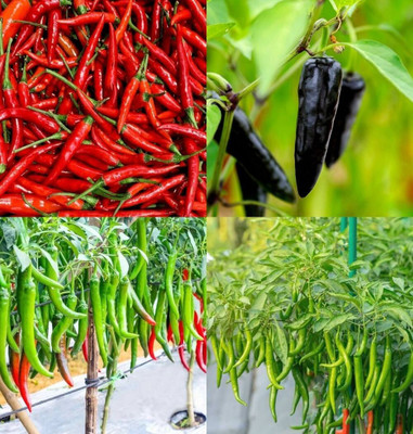 ibains F1 hybrid chilli seeds bij 77 Seed(77 per packet)