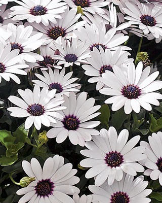 CYBEXIS Osteospermum Ecklonis White Purple Eye Heirloom Seeds Seed(1 g)