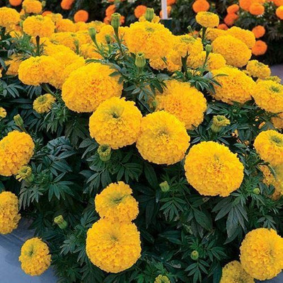 VibeX ® VMR-24 Big Duck Gold F1 Marigold Seed(500 per packet)