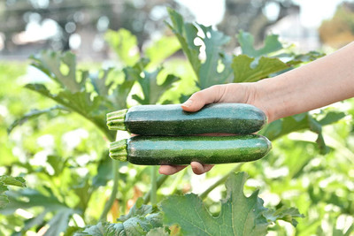 Qualtivate XXX-7A Summer Zucchini Squash Respect F3 Seed(30 per packet)