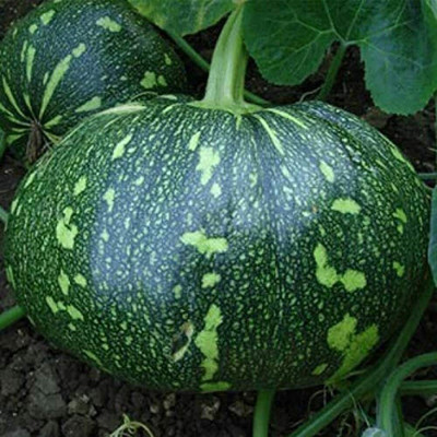 Aywal Biggest Pumpkin Seed(32 per packet)