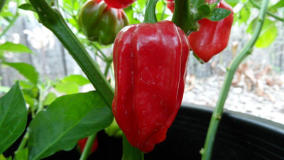 Biosnyg Fast Growing Hot Aji Chombo Pepper Vegetable Seeds for Garden-(2000 Seeds) Seed(2000 per packet)