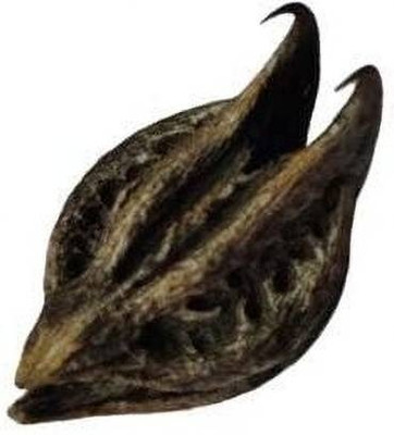 everlite Bat Head Roots Seeds | Devil Pods Seed(10 per packet)
