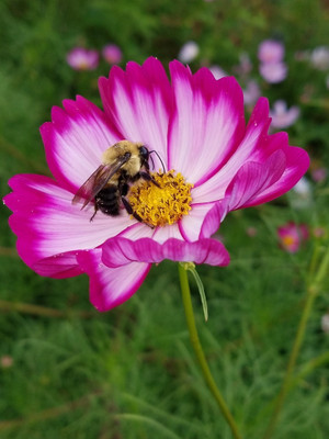 ZIXA Cosmos bipinnatus Seed(100 per packet)