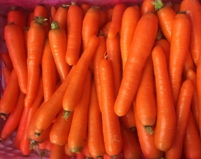 Quentova Orange Carrot Vegetable-3F-SWAT Seed(250 per packet)
