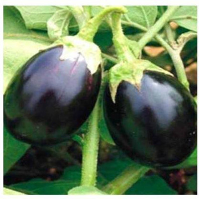 the green dotcom Dark Blue Brinjal Seed(170 per packet)