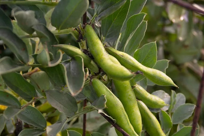 WANCY Broad Beans बाकला फली Vegetable Seed(40 per packet)
