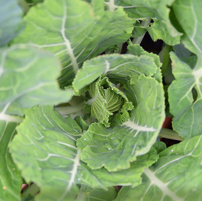 WILLVINE VNR -XI Carolina Yellow Cabbage Collard Seed [50g] Seed(15000 per packet)