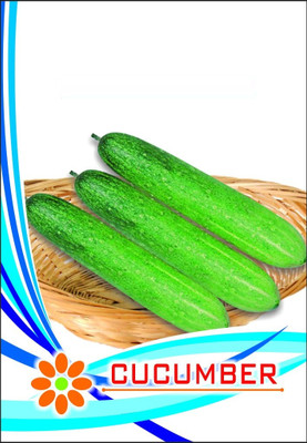 WILLVINE KHEERA/Cucumber DESI Green Seeds-[2000 Seeds] Seed(2000 per packet)