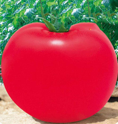 CYBEXIS Tomato Seeds Capsules2000 Seeds Seed(2000 per packet)