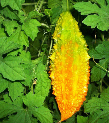 CYBEXIS LX-13 - Chinese Bitter Gourd - (100 Seeds) Seed(100 per packet)