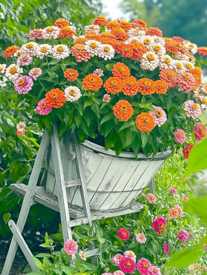 SeedsVally Crapulous Zinnia Double Scarlet Mixed Color Flower Seeds Seed(100 per packet)