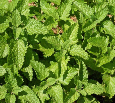 CYBEXIS PAU-45 - Melissa Herbs Lemon Balm - (750 Seeds) Seed(750 per packet)