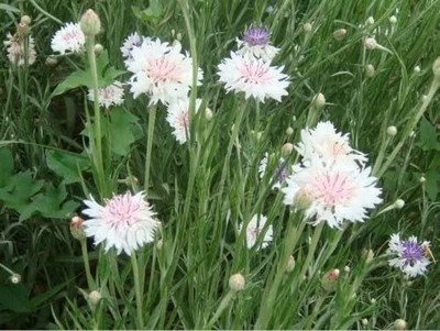 ACCELCROP Cornflower Hybrid Seed(84 per packet)