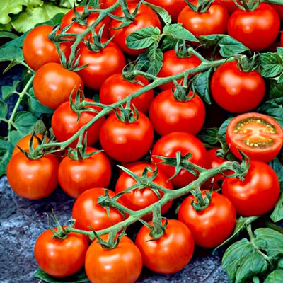 ibains Small tomato seeds Seed(380 per packet)