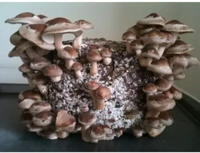 MAA Mushroom Seed(40 per packet)