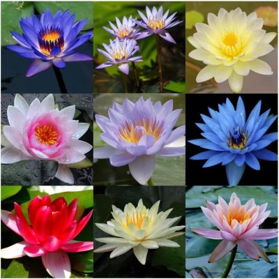 CYBEXIS PAU-28 - Bowl Lotus - (270 Seeds) Seed(270 per packet)