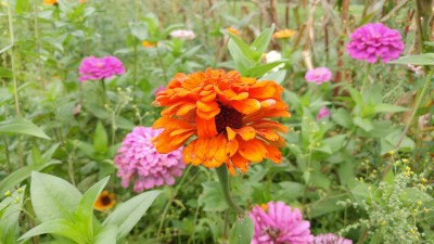 UGRA Zinnia California Flower Mix Seed(30 per packet)