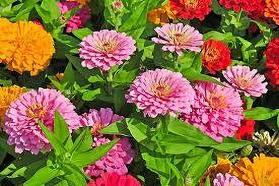 Dbbrothers zinnia flower seeds pack of 20 Seed(20 per packet)