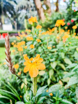 Nbtools kanakambaram-firecracker-crossandra Seed(70 per packet)