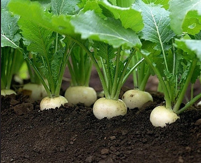MYLAWN Turnip Shalgam White Seed(2000 per packet)
