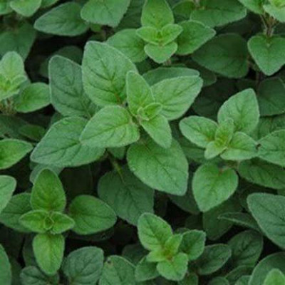 VibeX VXI-2 - Italian Oregano HERB - (1350 Seeds) Seed(1350 per packet)