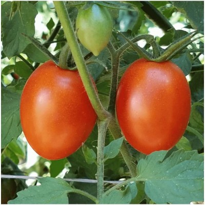 Qualtivate PUAS-6A Amish Paste Heirloom Tomato Seed(300 per packet)