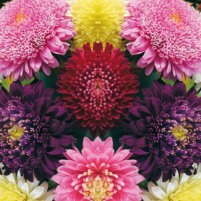 CYBEXIS Aster Double Mixed Seed(50 per packet)