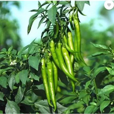 classic green earth Hybrid Green Chilli Vegetable Seeds Seed(15 per packet)