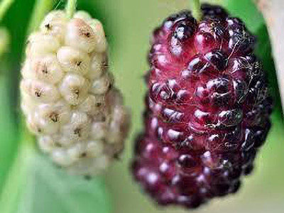 Oliver mulberry(shahatoot) fruit seeds Seed(27 per packet)