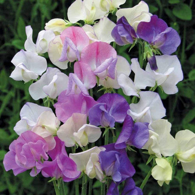 VibeX ® VXI-448 Flower Seeds Sweet Pea Mix Seed(50 per packet)
