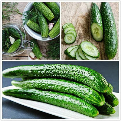 KNESSiN Green Cucumber Seed(200 per packet)