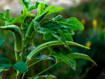 XOLDA Oraganic Okra Seed(20 per packet)
