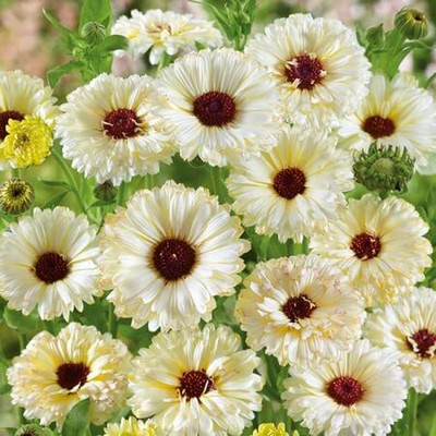 Lorvox Hybrid Calendula Seed(85 per packet)