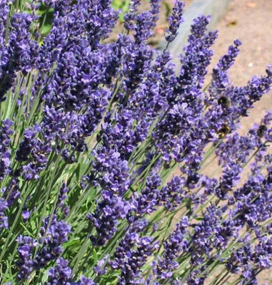 Quentova English Lavender Seeds Organic NonGMO-US-9C Seed(50 per packet)