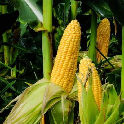 seedito F1 Hybrid Sweet Corn Sweety Seeds For Your Home Garden Seed(36 per packet)