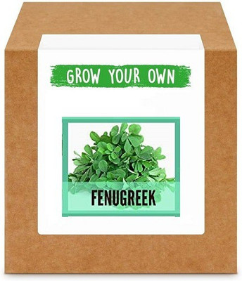 CYBEXIS Methi/Fenugreek2800 Seeds Seed(2800 per packet)