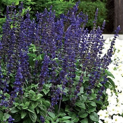 Qualtivate GBPT-7A Big Blue Salvia Sage Flower Seed(100 per packet)