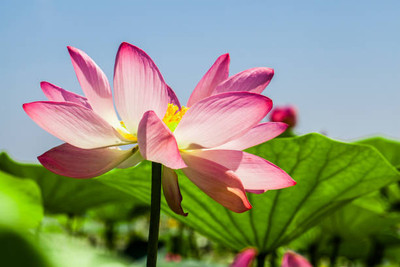 MAHYCO HYBRID TINDA lotus,kamal gatta Seed(11 per packet)