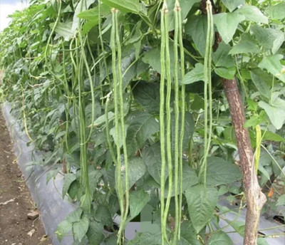 AloGardening Snake Bean Seed(20 per packet)