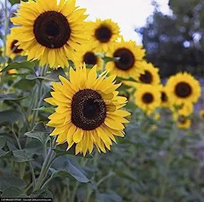 NatureAgro Giant Sun Flower Seeds Seed(20 per packet)