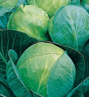 KNESSiN Cabbage Minicole Seed(200 per packet)
