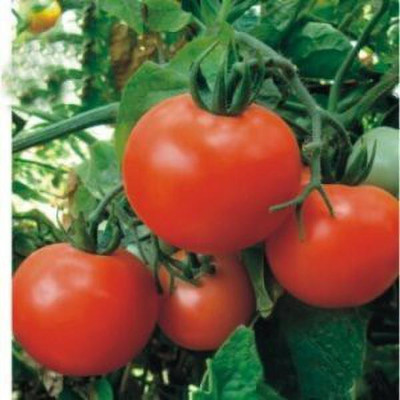 CYBEXIS N.S.-535 Hybrid Tomato-250 Seeds Seed(250 per packet)