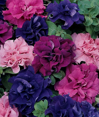 CYBEXIS VXI-53 - Best Hybrid Mix Petunia - (60 Seeds) Seed(60 per packet)
