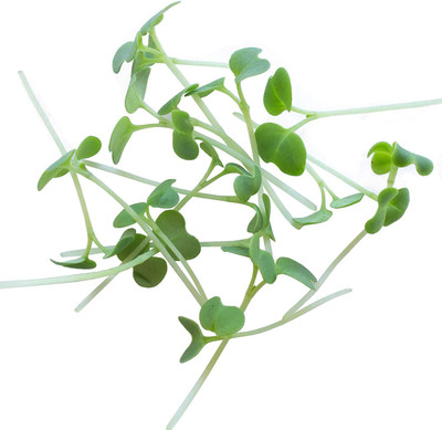 CYBEXIS LX-81 - Green Mustard Microgreens - (750 Seeds) Seed(750 per packet)
